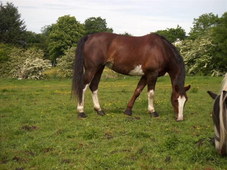 Hollandsk Varmblod Lisa - På sommerfold.. billede 8