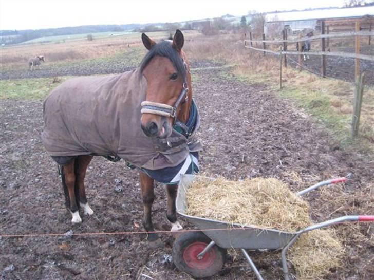 Tysk Sportspony Contrast - contrast ser vidst nogen spændende.  billede 2