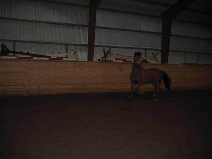 Tysk Sportspony Contrast - contrast i løs og spasser af (:  billede 5