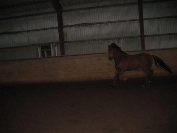 Tysk Sportspony Contrast - contrast i løs og spasser af (:  billede 6