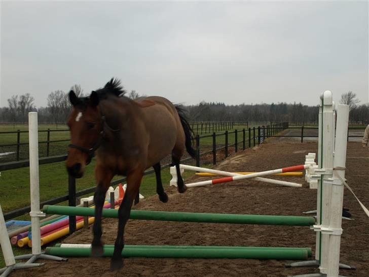 Dansk Varmblod Losell - opvarmning billede 16