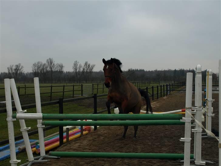 Dansk Varmblod Losell - Del et billede 17