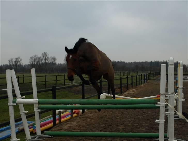Dansk Varmblod Losell - Del 2, og vist en der har overvurderet springet en smule, det er kun 110, ikke 150... billede 18
