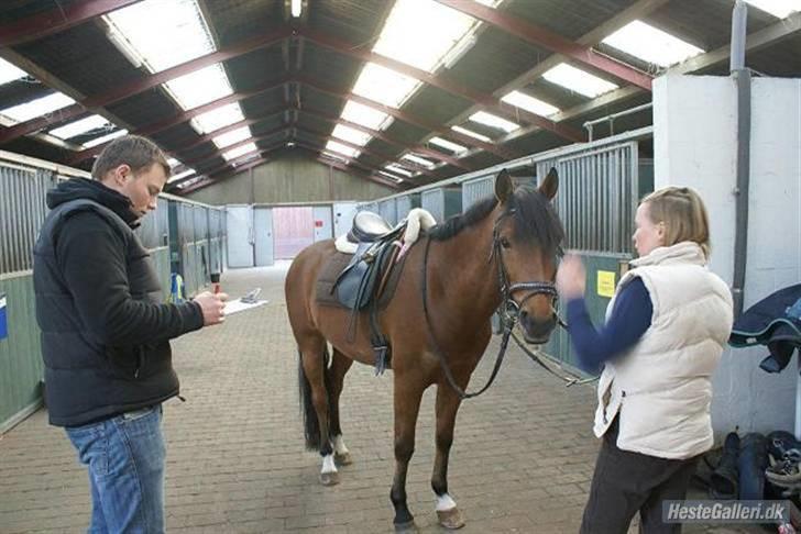 Tysk Sportspony Contrast - opsadlet (:  billede 7