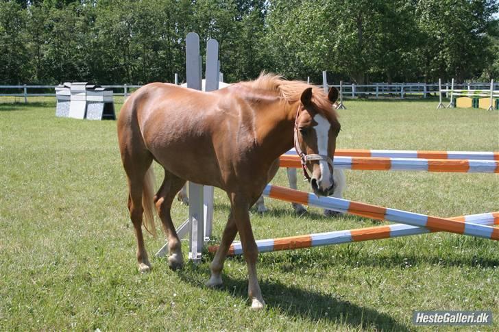 Anden særlig race o´malley<3<3 (miss you)  - yes ! nu har jeg fri<3 billede 12