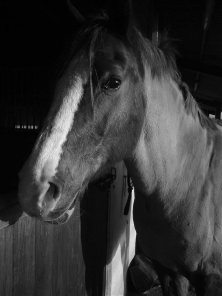 Anden særlig race Another Dancer tidr part  - <3 du min ynglings Dancer billede 18
