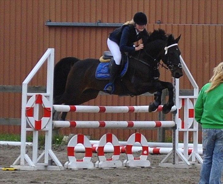 Tysk Sportspony TIGER WOODS (SOLGT!) - KRK stævne! (foto: Emilie Roepstorff) billede 5