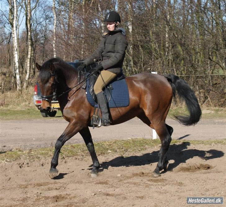 Dansk Varmblod Vixie Bakkely billede 1