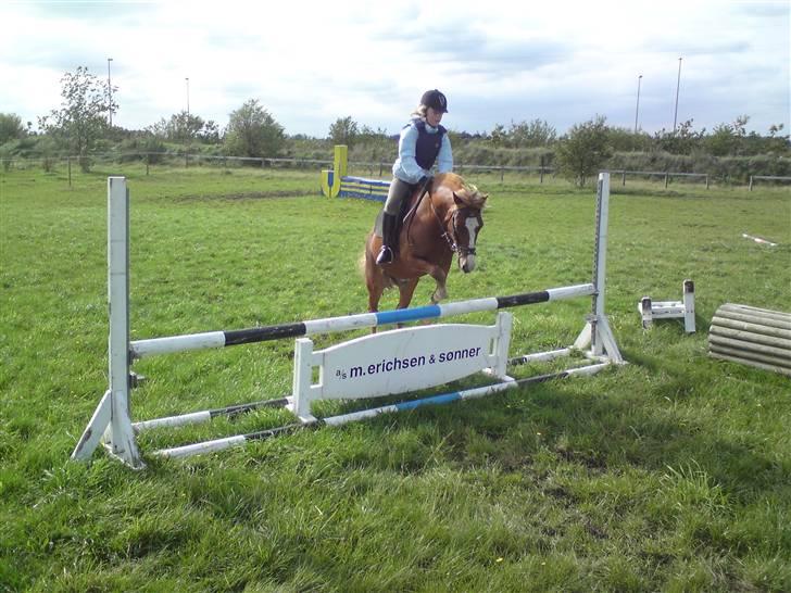 Welsh Mountain (sec A) Faxi  billede 17