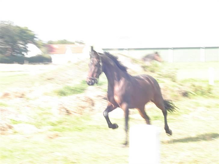 Sportsaraber (A) SoloBoy *Solgt*  - *Sorry Kvaliteten* Men syntes bare det er sådan et fedt billede, viser virkelig at han er en glad hest.  billede 10