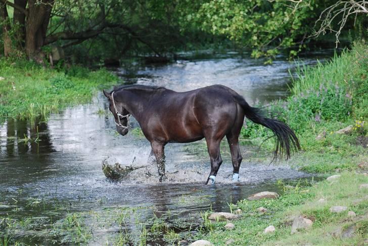 Oldenborg Ce-kas billede 14