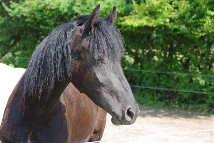 Frieser Annabell v.d. all blacks*Himmelhest* billede 1