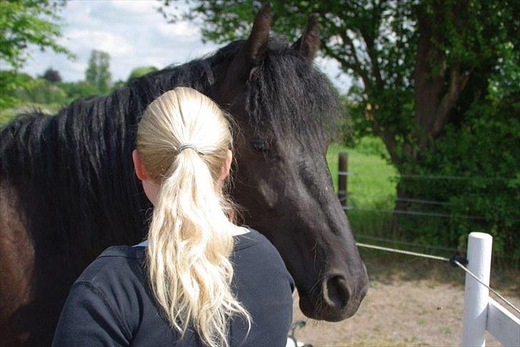 Frieser Annabell v.d. all blacks*Himmelhest* - hejsa billede 2