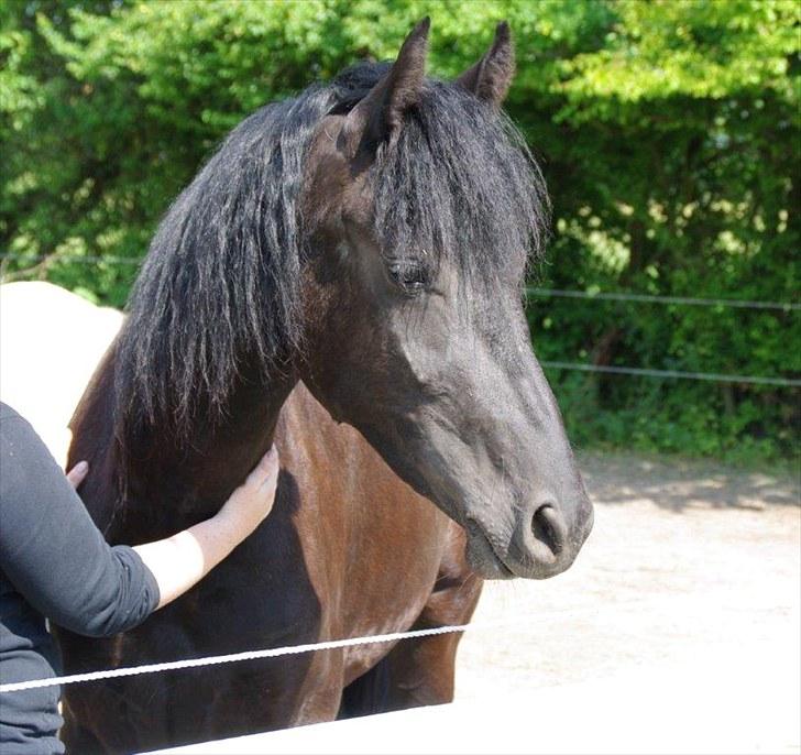 Frieser Annabell v.d. all blacks*Himmelhest* billede 3