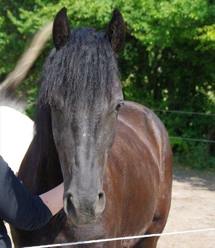 Frieser Annabell v.d. all blacks*Himmelhest* billede 4