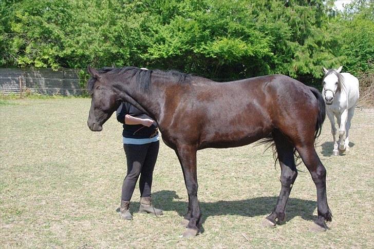 Frieser Annabell v.d. all blacks*Himmelhest* billede 5