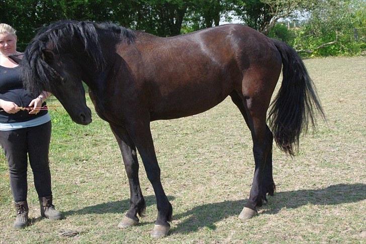 Frieser Annabell v.d. all blacks*Himmelhest* billede 6