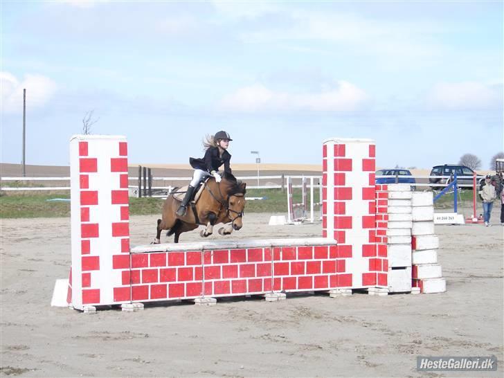 Irsk Sportspony Yellow Star<'3 - Yellow og hans gamle ejer Alberte Maj Bartram billede 17