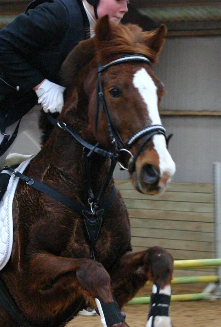 New Forest Hunter - i langesø billede 16