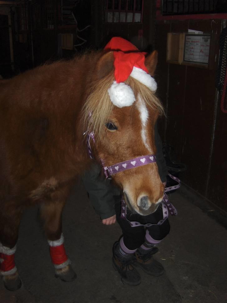 Shetlænder Baronessen A' Borreby. - Hun er fin med nissehue :D især når hun selv er en nisse :D billede 16