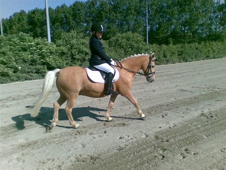 Hollandsk Sportspony Little Parko. sov sødt:* - han er da liidt lækker ikk?? billede 18