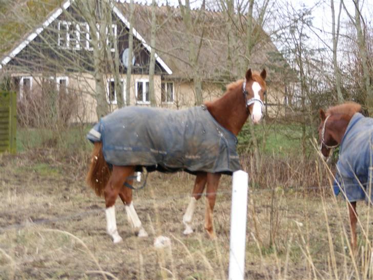 Hollandsk Varmblod Calvin - Søde lille Calvin billede 1