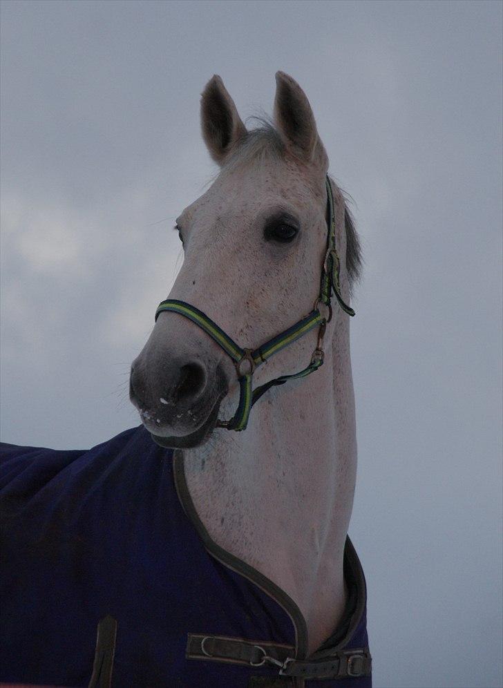 Dansk Varmblod Smilla af Lyngholt - smuk? ja det er hun.  billede 13