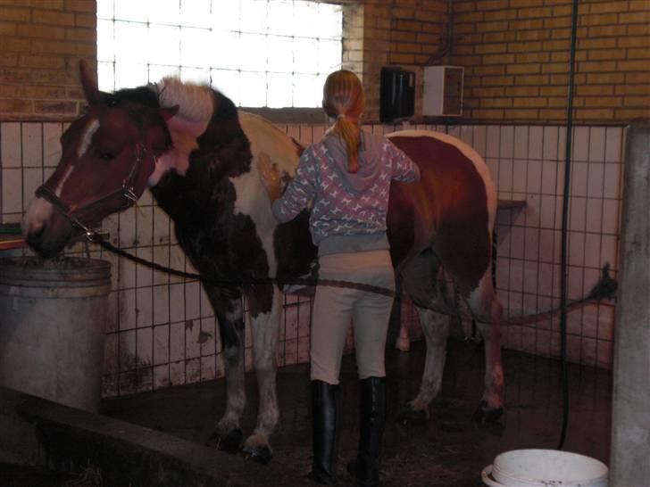 Anden særlig race Mille - Ryster sig mens jeg vasker hende :D Slemme pony ! Foto: Pernille billede 4