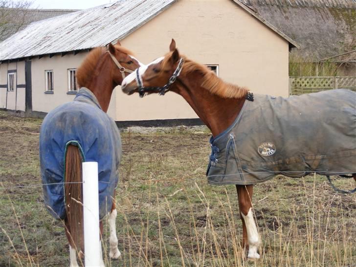 Hollandsk Varmblod Calvin - Leger lidt med tvillingen Karaat billede 2