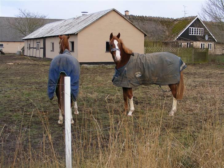 Hollandsk Varmblod Calvin - Calvin billede 3