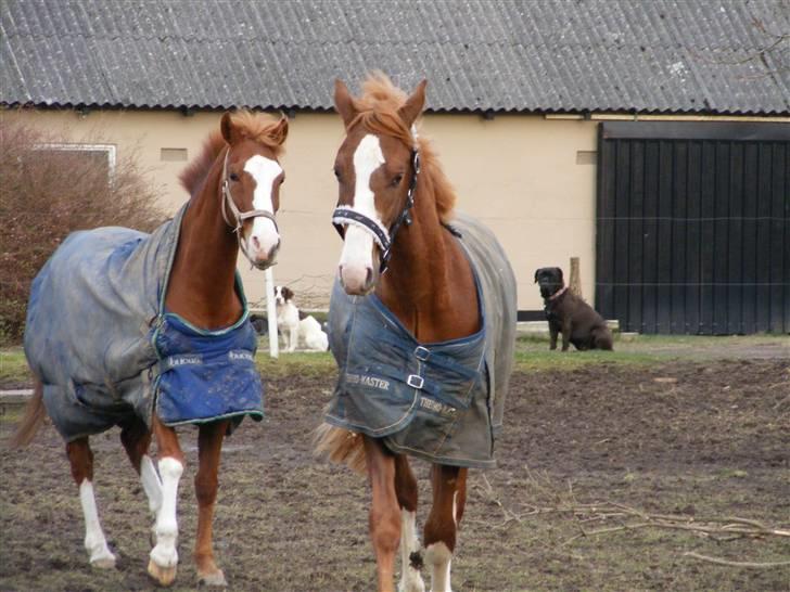Hollandsk Varmblod Calvin - Karaat følger efter Calvin billede 4