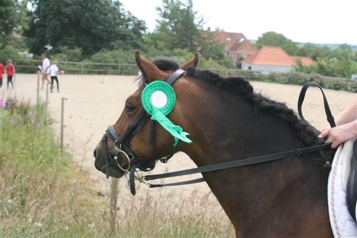 Dartmoor Savannah  - clear round. :) billede 8