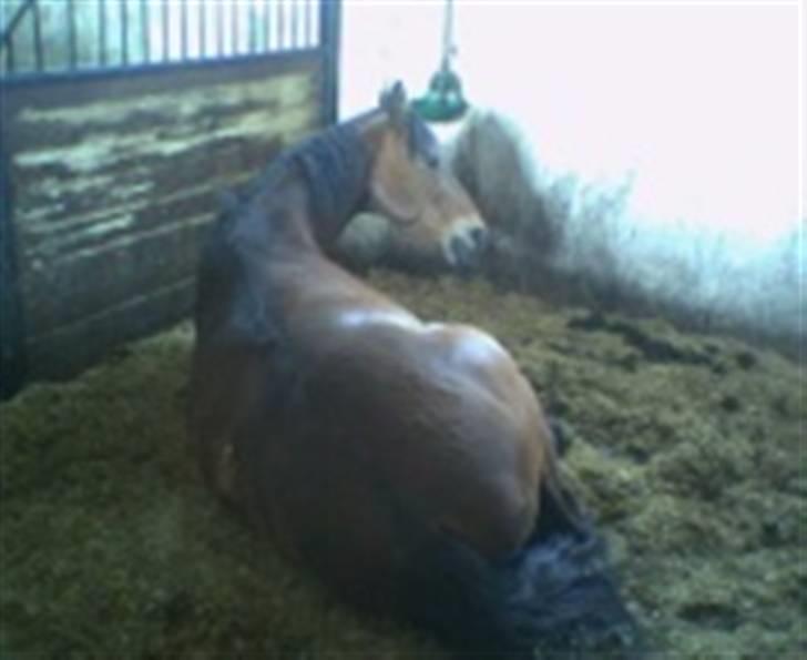 Dansk Varmblod Lennox billede 2