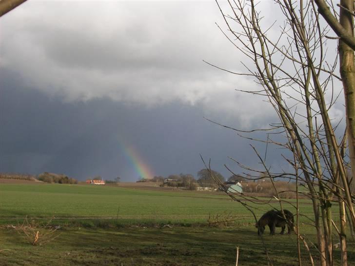 Shetlænder prins<33 R.I.P :'( - hest,natur & regn bue  ka det bli bedre(pænere) ? ;D <3 billede 13