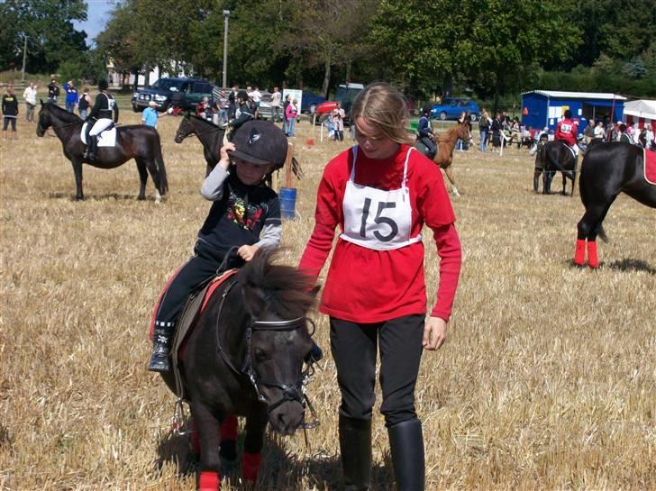 Shetlænder prins<33 R.I.P :'( - mulle&gris&miq <3 til ringridning<3  billede 14