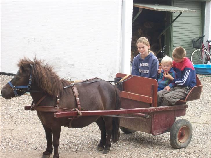 Shetlænder prins<33 R.I.P :'( - heste vogn ka han skam oqs kør ;D <3  billede 15
