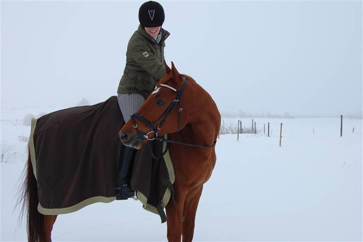 Trakehner RIVALL - *19* Snebillede, Julen 2009 Foto: Kasper billede 19