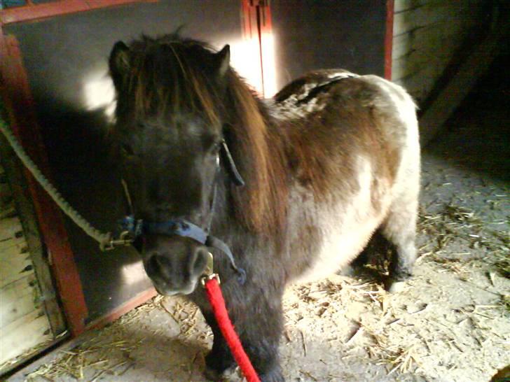 Shetlænder prins<33 R.I.P :'( - det var lie da jeq havde fået ham<3 billede 16
