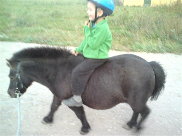 Shetlænder prins<33 R.I.P :'( - prins<3 & griis<3 & bettina<3 billede 17