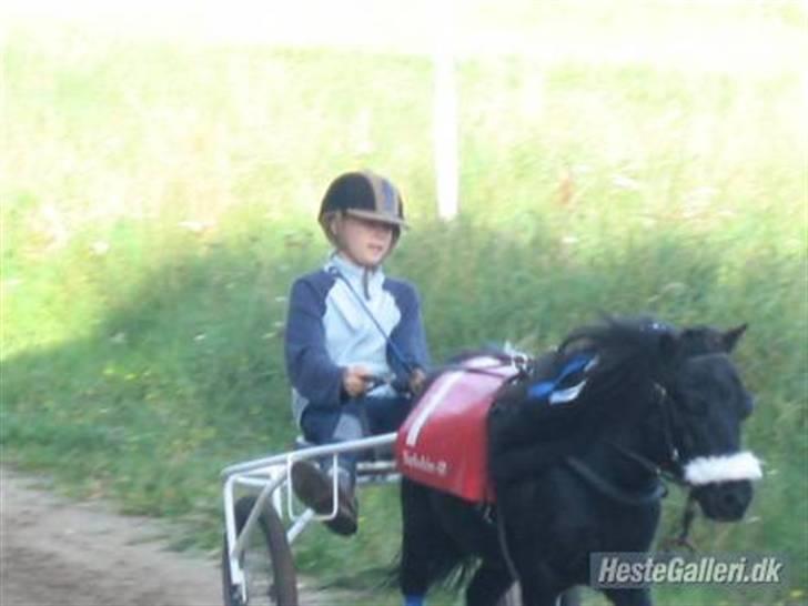 Shetlænder Bingo (gamle part) - til pony trav i kvistgård på vores pony bane med min ejer billede 1