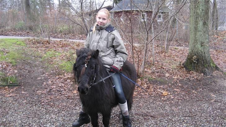 Shetlænder Bingo (gamle part) - så skal vi i skoven jubbi billede 2