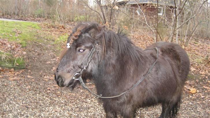 Shetlænder Bingo (gamle part) - skal jeg virkelig lave noget??? billede 3