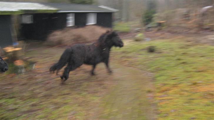 Shetlænder Bingo (gamle part) - jeg løber mig lige en tur(: billede 4