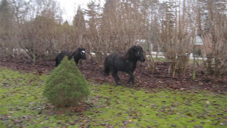 Shetlænder Bingo (gamle part) - er ud og løbe i emilies have billede 5