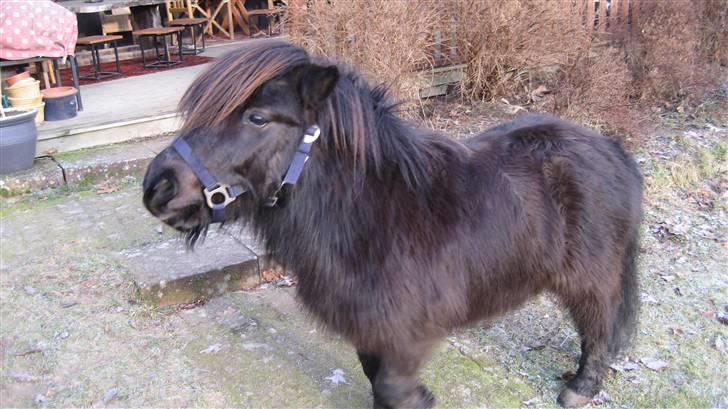 Shetlænder Bingo (gamle part) - ej hvor er jeg træt billede 6