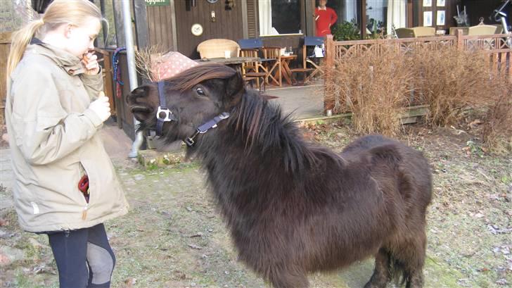 Shetlænder Bingo (gamle part) - mad (: billede 7