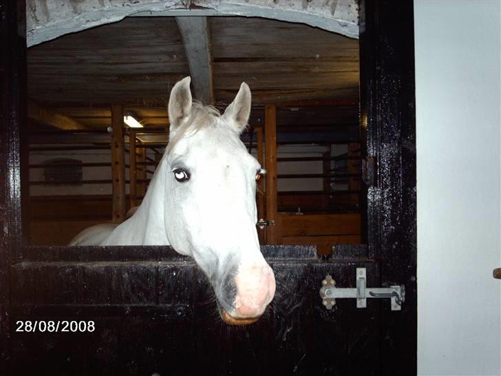 Welsh Pony (sec B) Korreborgs Henriette billede 5