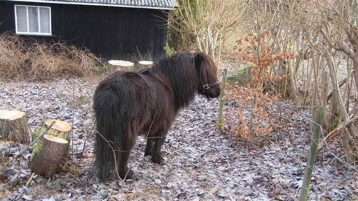 Shetlænder Bingo (gamle part) - hygger mig i emilies have<3 billede 8