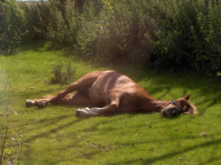 Anden særlig race Højvangen´s Lukas<3 - lukas sover:D <3 billede 2