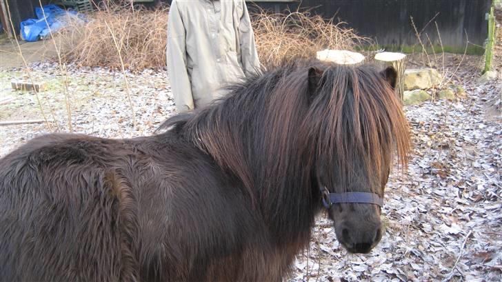 Shetlænder Bingo (gamle part) - kigger på kamerat billede 9